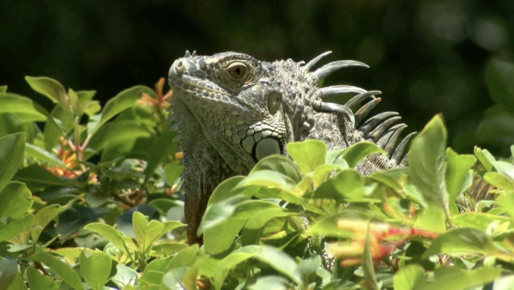 Department of Environment urges public to join Green Iguana cull amid rising numbers and breeding season surge